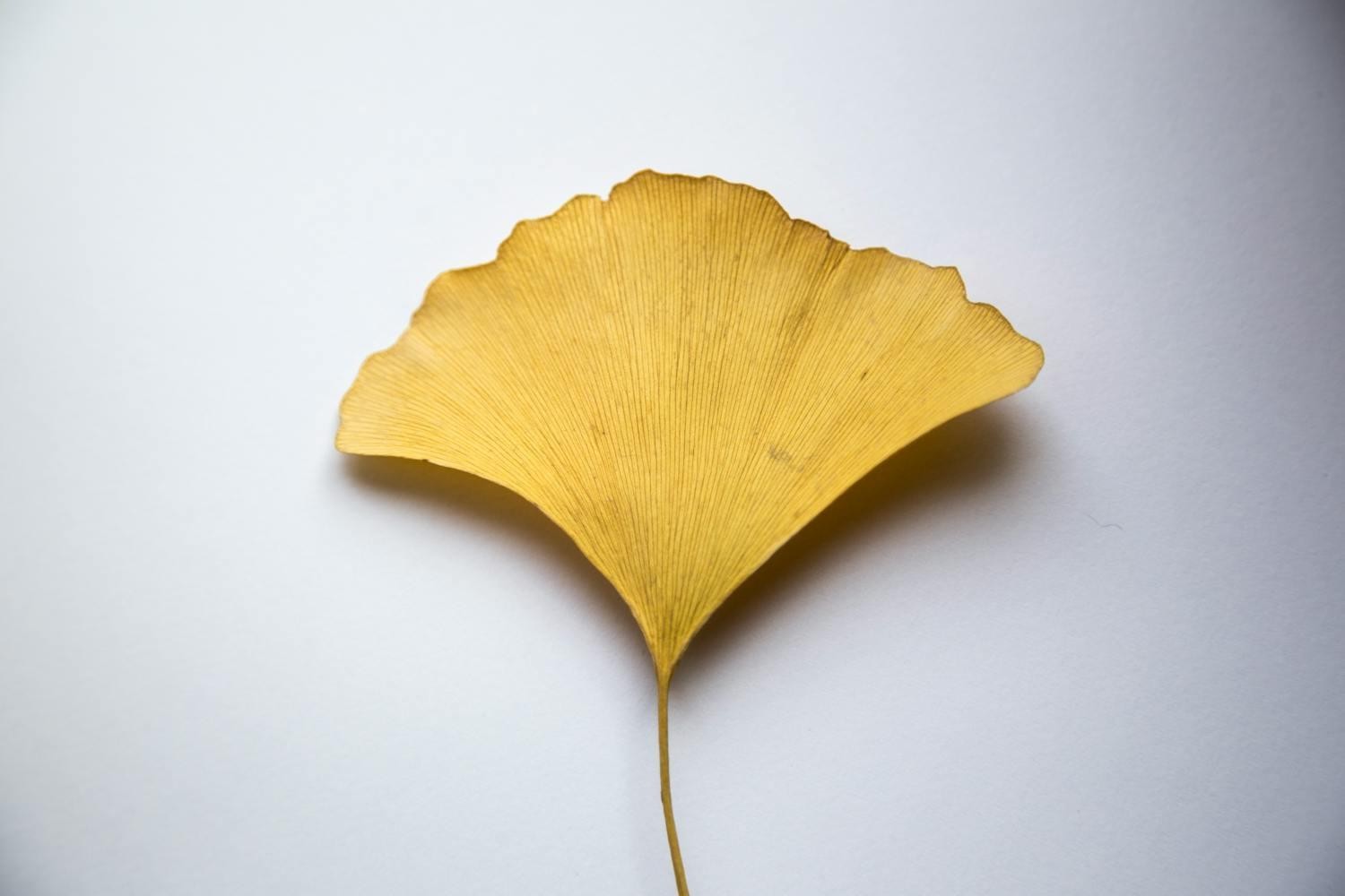 Ginkgo Biloba