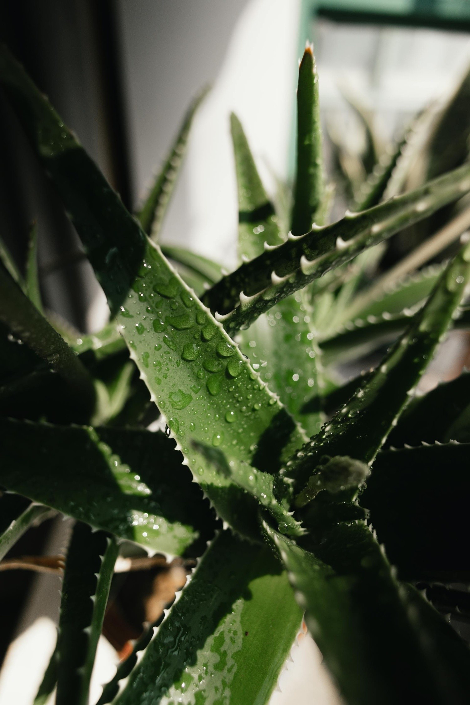 Aloe Vera
