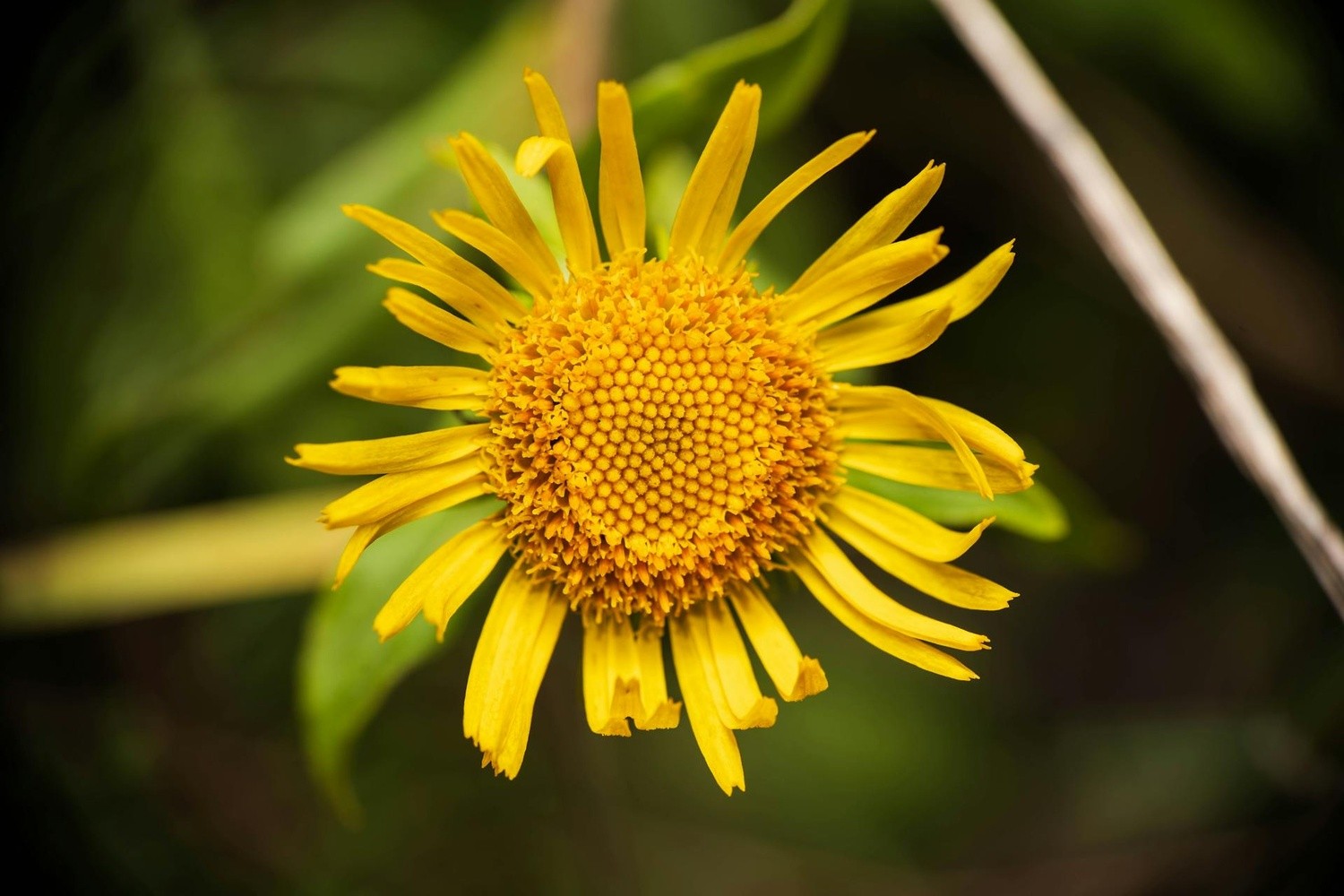 Arnica